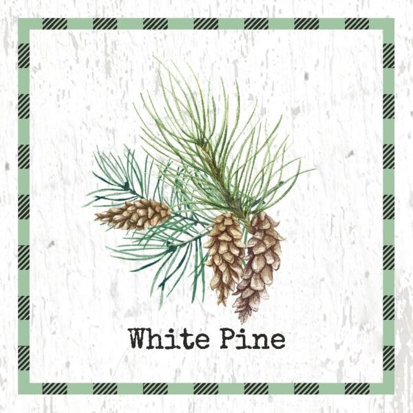 White Pine